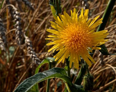 kermolke / Perennial Sow-thistle / Sonchus arvensis.