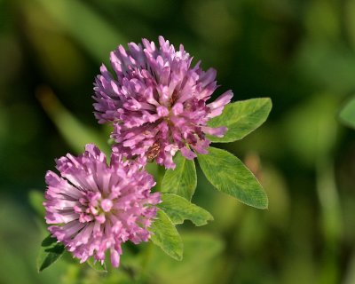 Rdklver / Red Clover / Trifolium pratense.