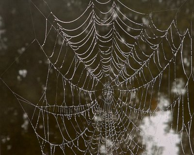 Spider web.