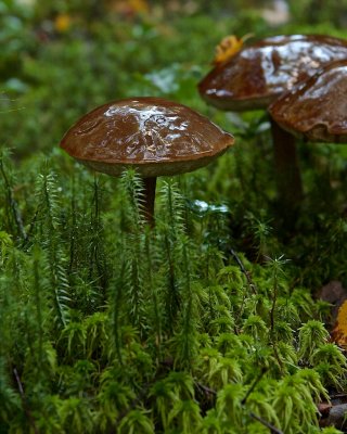 Fungus and moss in the dark forest