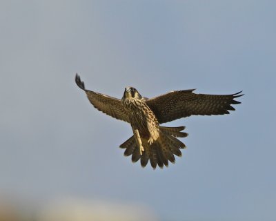Peregrine falcon juv.