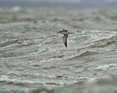 Manx Shearwater/Mindre lira