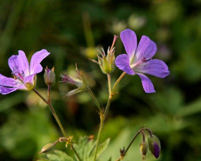 Skogsnäva / WoodCrane´s-bill / Geranium sylvaticum, in September