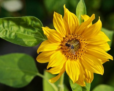 Hamnsolros / Sunflower / Helianthus petiolaris.