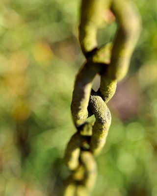 Chain with lichen