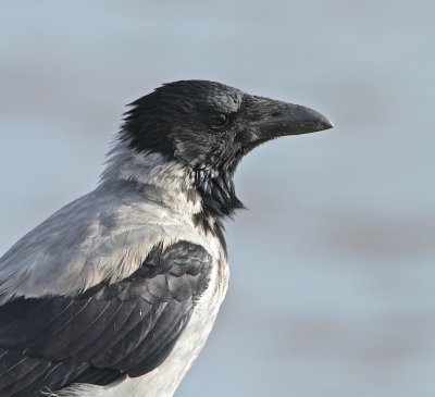 Hooded Crow/ Corvus Cornix/Grkrka