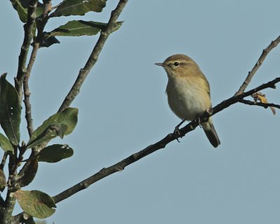 Chiffchaff/Gransngare