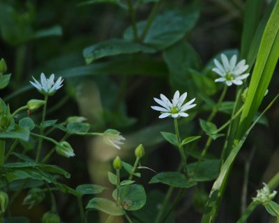 Nordlundars / Wood Stichwort / Stellaria nemorum.