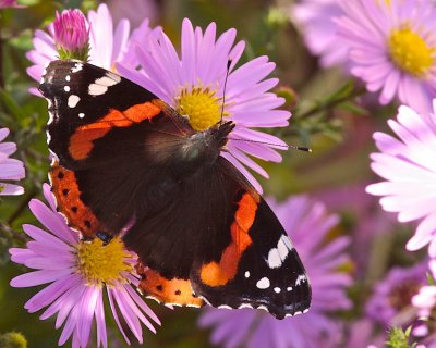 Red Admiral/Amiral/Vanessa atalanta