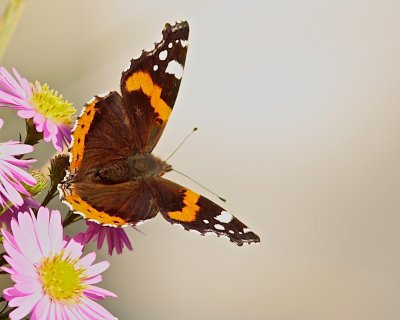 Red admiral - into the lights