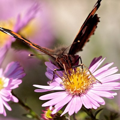 Red Admiral sucking.