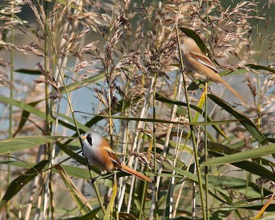 Bearded Reedling, male and female/Skäggmes