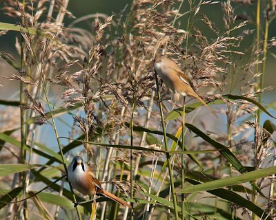 Bearded Reedling, male and female/Skäggmes