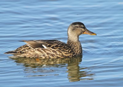 Mallard female.