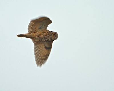 Long-eared Owl flying over southern land