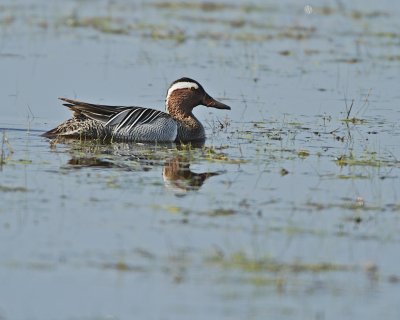 Garganey/rta