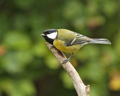 Great Tit/Talgoxe.