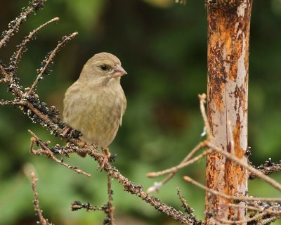 European Greenfinch, female/Grnfink