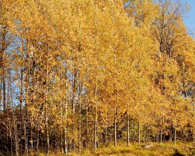 Aspen in autumn sun.