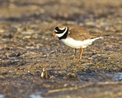 Common Ringed Plover/Större strandpipare