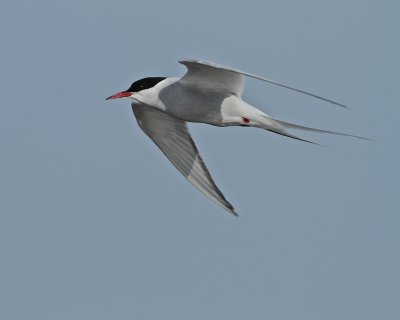 Arctic Tern/Silvertrna