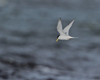 Little Tern/Smtrna