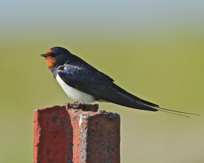 Barn Swallow/Ladusvala