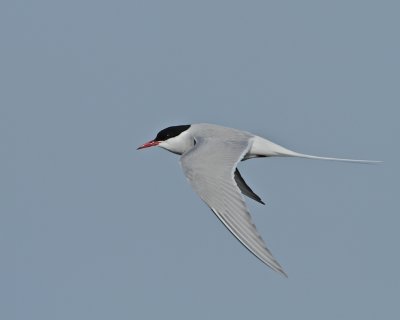 Arctic Tern/Silvertrna