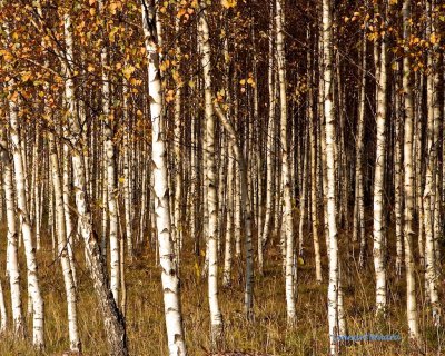 Young birches in autumn sun