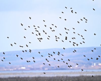 Common starling/Stare