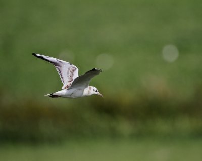 Black-headed Gull juv/Skrattms