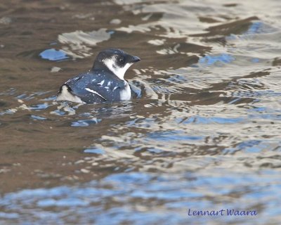 Alkekung / Little Auk