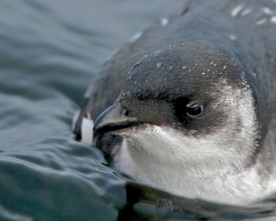 Little Auk/Alkekung.
