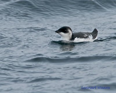 Little Auk/Alkekung