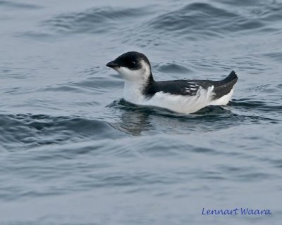 Little Auk/Alkekung