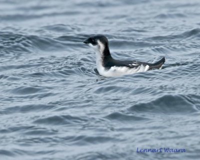 Little Auk/Alkekung.