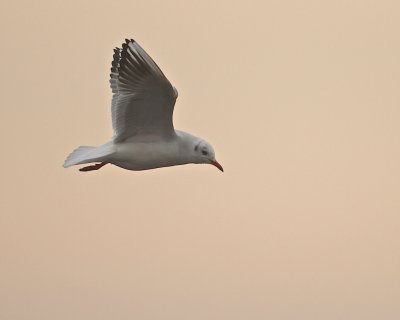 Black-headed Gull/Skrattms 