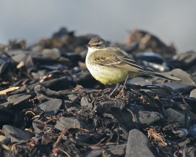 Yellow Wagtail/Gulrla