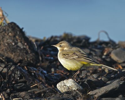 Yellow Wagtail/Gulrla