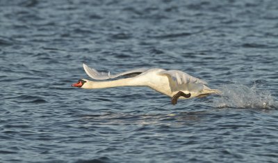 Mute Swan/Knlsvan take off I