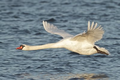 Mute Swan/Knlsvan take off II