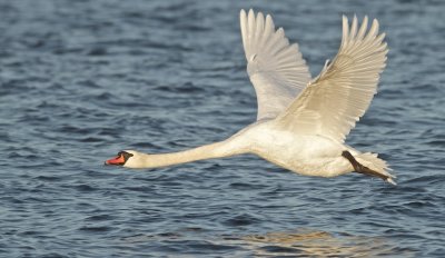 Mute Swan/Knlsvan take off III