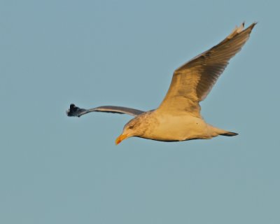 Herring Gull/Grtrut/in morning light
