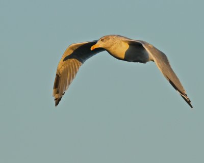 Herring Gull/Grtrut/in morning light