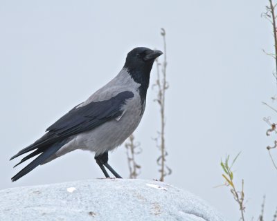 Hooded Crow/ corvus cornix/Grkrka