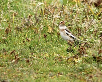 Snow Bunting/Snsparv