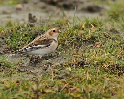 Snow Bunting/Snsparv