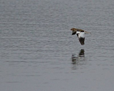 Snow Bunting/Snsparv