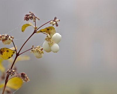 Snowberry/Snöbär/Symphoricarpos rivularis.