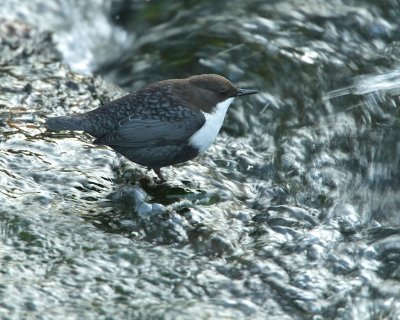 White-throated Dipper/Strömstare